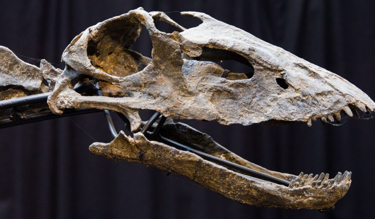 Knochen aus einer anderen Zeit