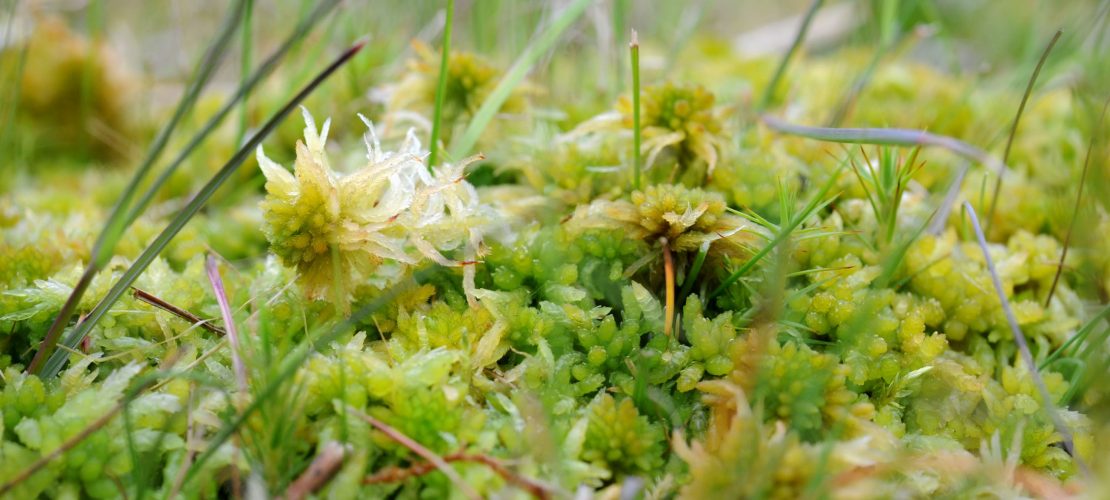 Wahre Klimaschützer