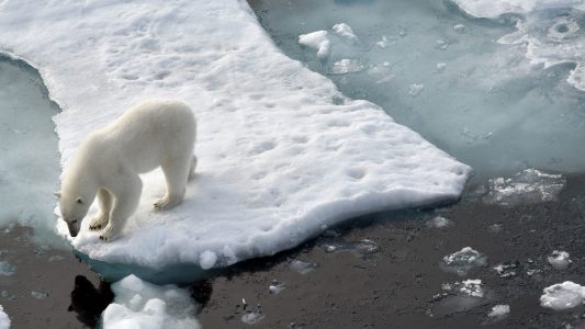 Gefährdete Raubtiere 