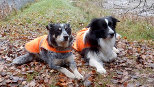 Forscher auf vier Pfoten