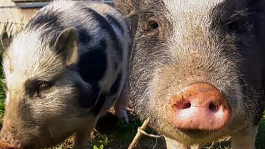 Hund, Katze … Gespenstschrecke