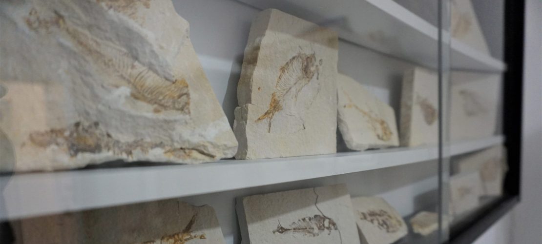 Mein Museum