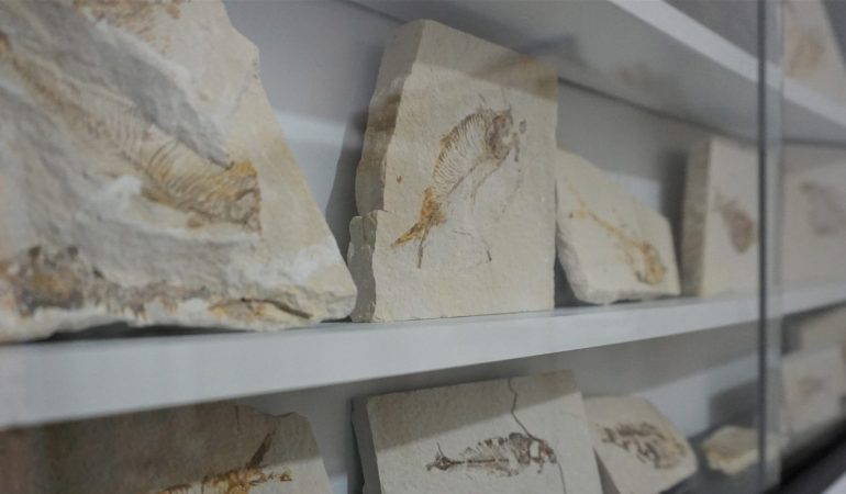 Mein Museum