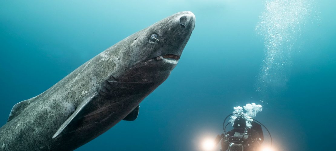 400 Jahre im Eismeer