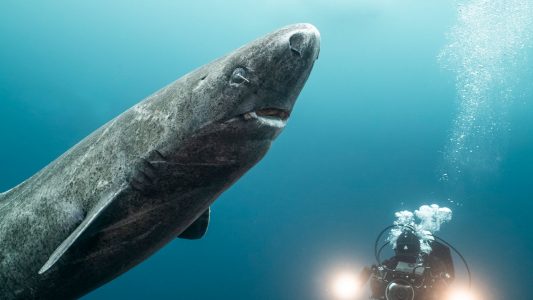 400 Jahre im Eismeer