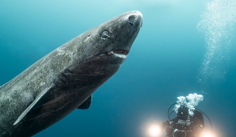 400 Jahre im Eismeer