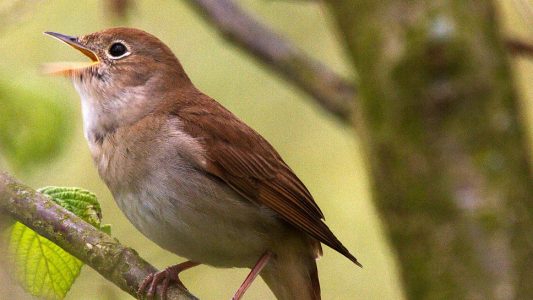 Der Superstar der Vogelwelt