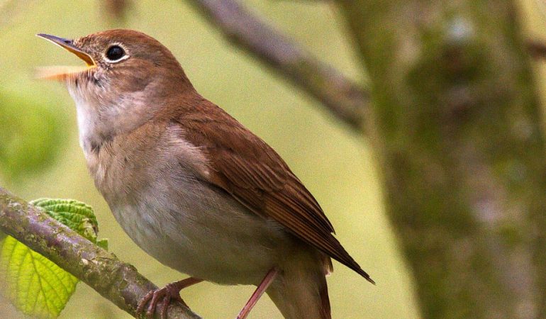 Der Superstar der Vogelwelt