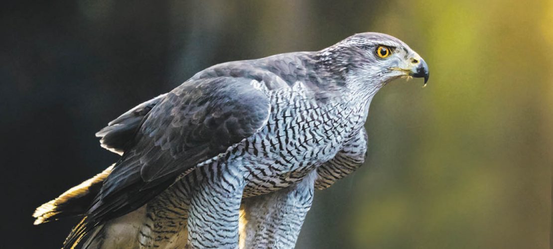 Tierische Jagdflieger