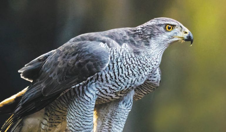 Tierische Jagdflieger