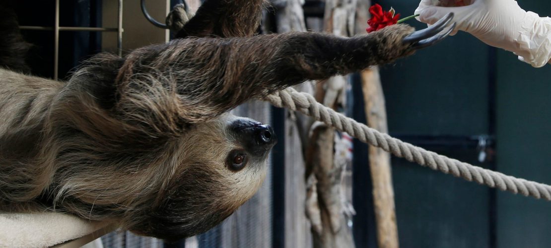 Hunderte Kilo Grünzeug pro Tag