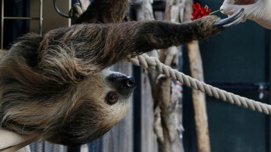 Hunderte Kilo Grünzeug pro Tag