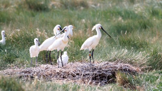 Allein unter Vögeln