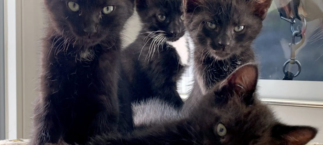 Hilfe für verwaiste Katzenkinder