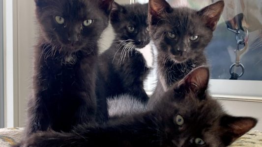 Hilfe für verwaiste Katzenkinder