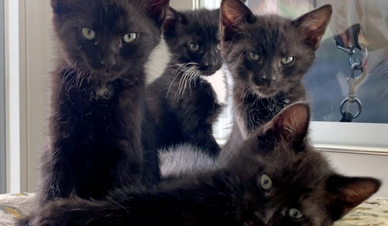 Hilfe für verwaiste Katzenkinder