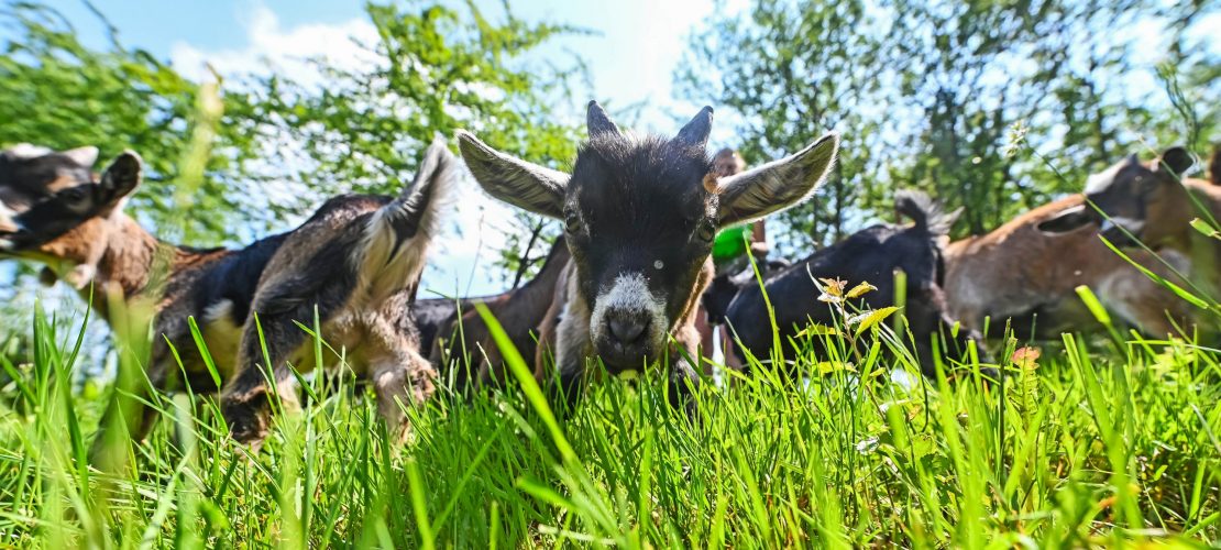 Rasenmäher auf vier Beinen