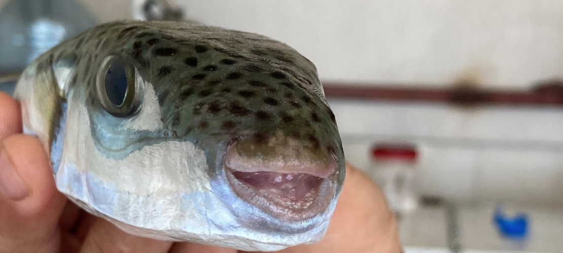 Ein Fisch, der die Fischer ärgert