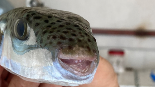 Ein Fisch, der die Fischer ärgert