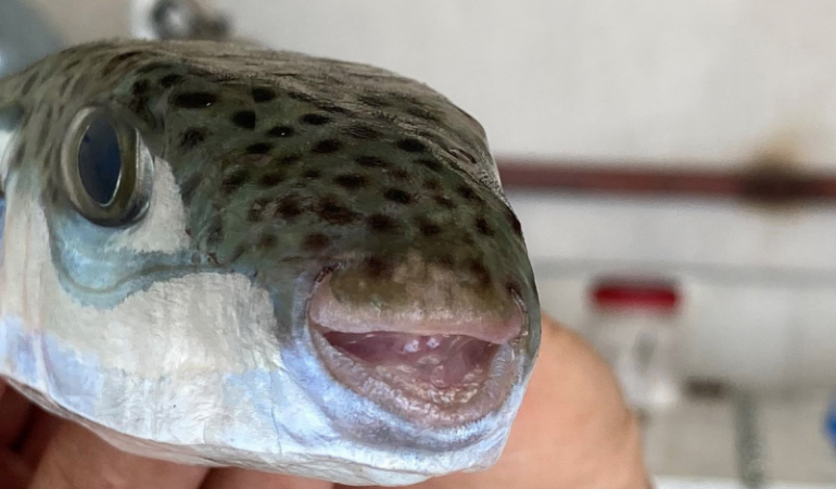 Ein Fisch, der die Fischer ärgert