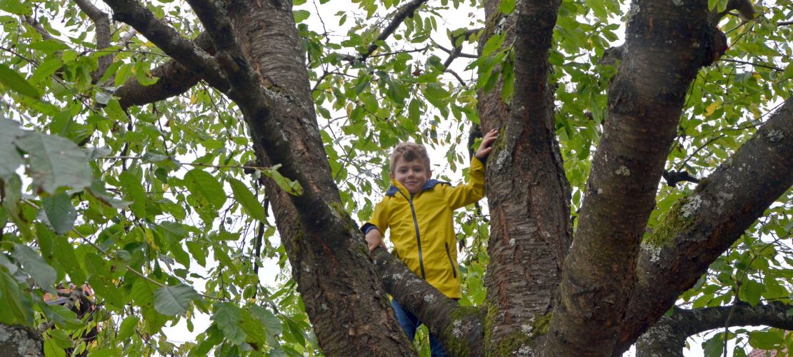 Dein Freund, der Baum