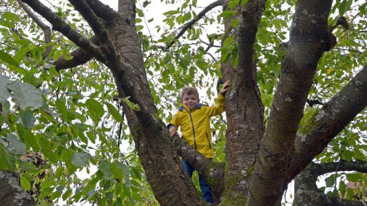 Dein Freund, der Baum