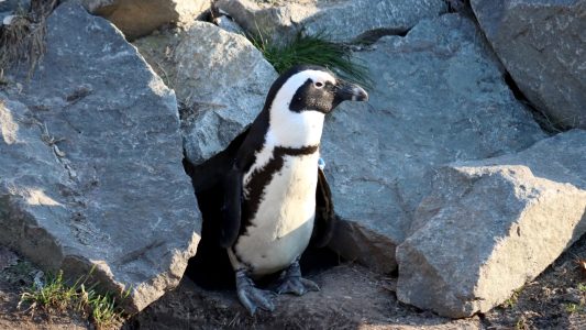 Im Meer ist es zu laut