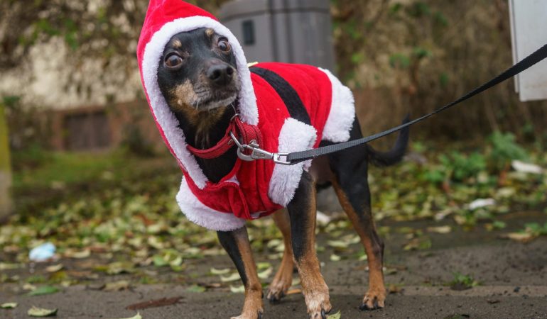Was ist das denn? Dudas Adventskalender-Rätsel