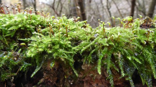 Kleine Pflanze, große Leistung
