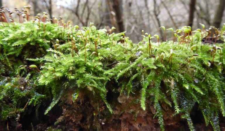 Kleine Pflanze, große Leistung