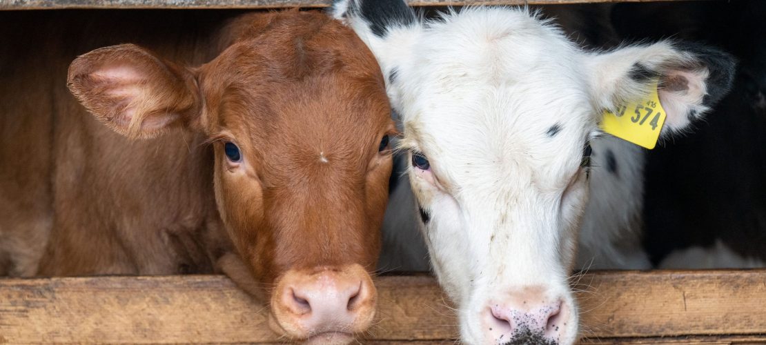 „Kuhle“ Tankstelle