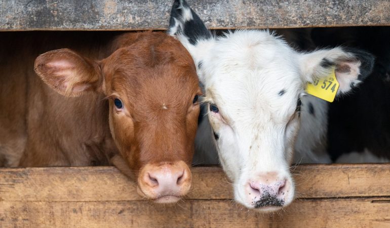 „Kuhle“ Tankstelle