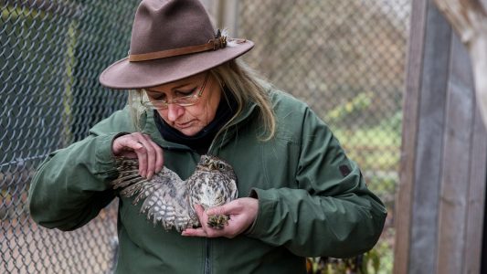Tierisches Krankenhaus