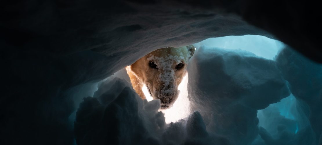 Schnüffeln im Schnee