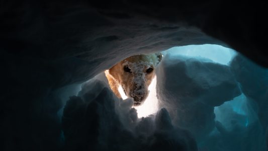 Schnüffeln im Schnee