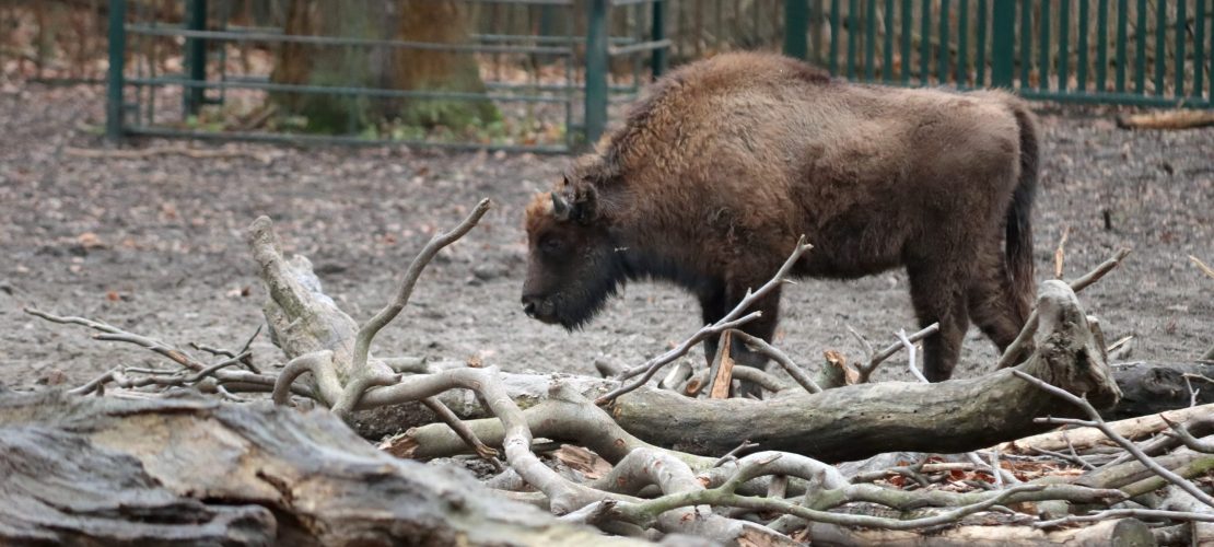 Wisente kehren in die Wildnis zurück