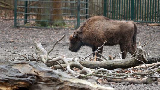 Wisente kehren in die Wildnis zurück