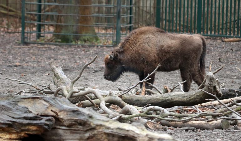 Wisente kehren in die Wildnis zurück