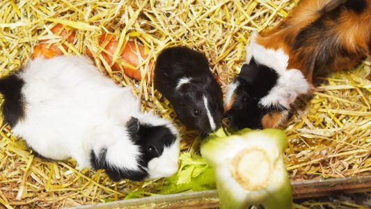 Neues Zuhause gesucht