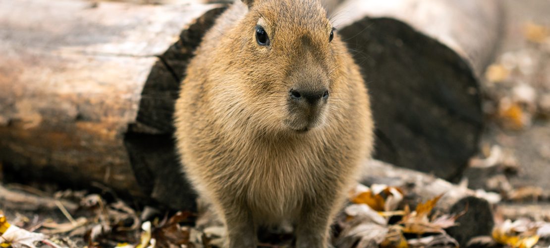Das Schwein, das gar keins ist