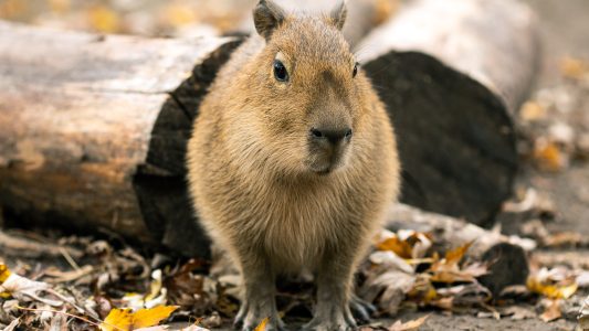 Das Schwein, das gar keins ist