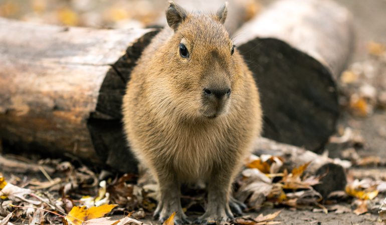 Das Schwein, das gar keins ist