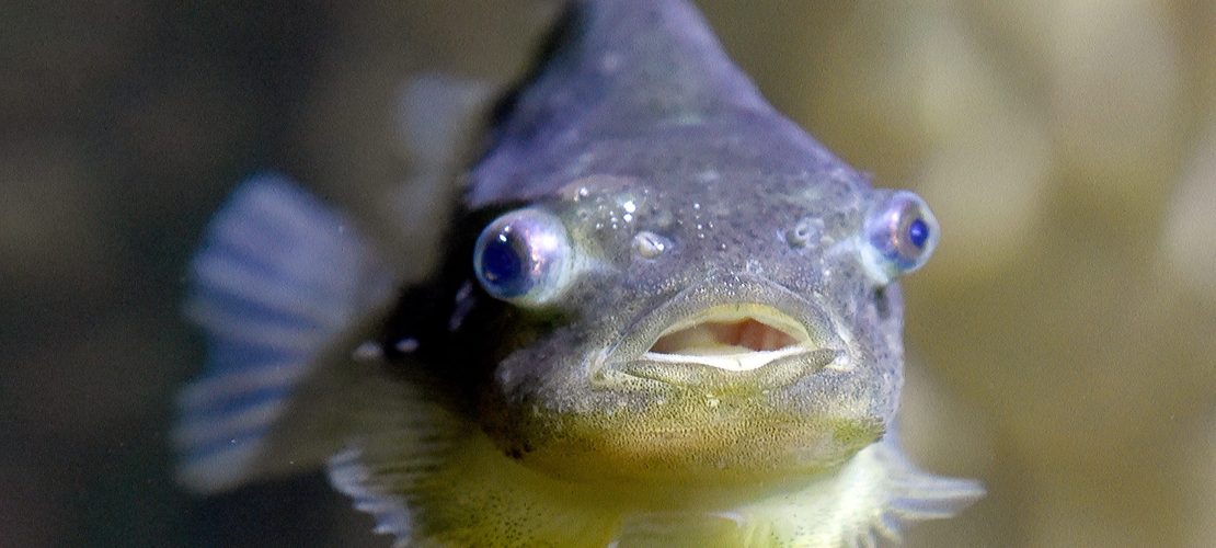 Schlafen unter Wasser