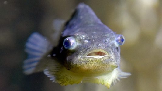 Schlafen unter Wasser