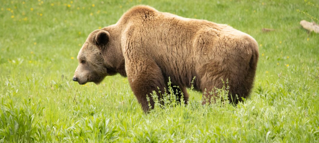Wo Bären durch den Wald streifen