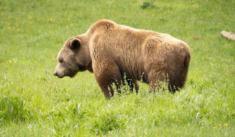 Wo Bären durch den Wald streifen