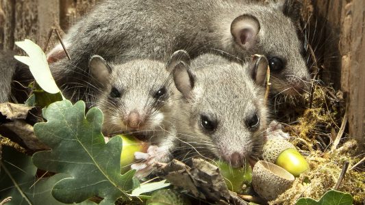 Fressen als Hauptbeschäftigung
