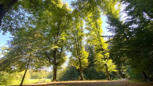 Wo Bäume das Klima schützen können