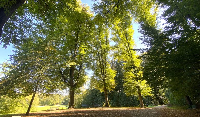 Wo Bäume das Klima schützen können