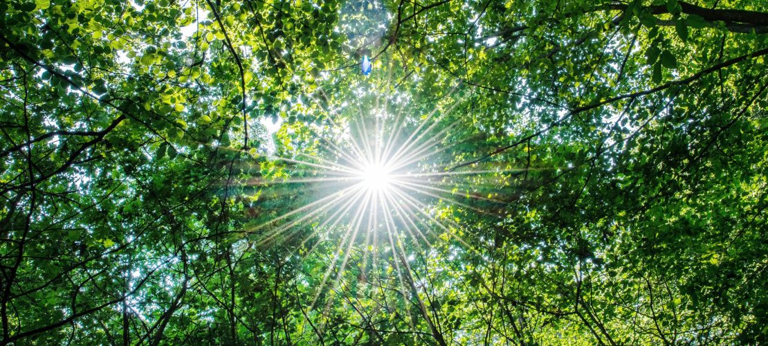 Wie Pflanzen ihre Umgebung wahrnehmen